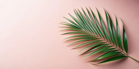 A single tropical palm frond rests on a soft pink background, creating a minimalist botanical scene.