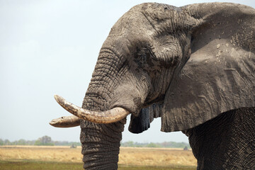 El&eacute;phants dans la r&eacute;serve de Moremi, le long du delta de l'Okavango, au Botswana