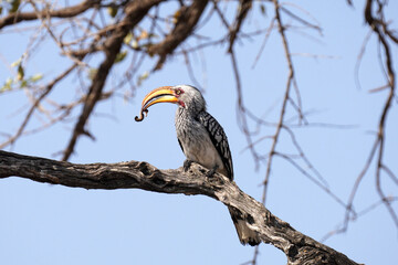 Calao à bec jaune, dans la réserve de Moremi, le ont du delta de l'Okavango au Botswana