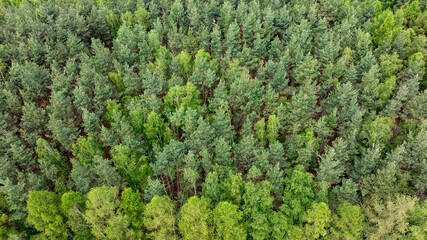 a forest