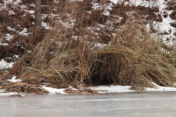 Entrance to a beaver burrow among the grass on the river bank