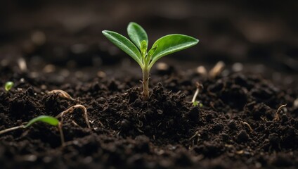 Fototapeta premium New Beginnings: Macro of a Seedling Emerging from Soil