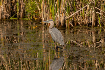 Great Blue Heron fishing in the marsh