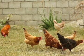 Free range brown laying hens in green grass walking and feeding,Chicken herd on a morning walk, pack of chickens, Rooster and chickens grazing on the grass, Free range hens and rooster.
