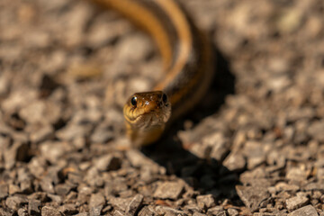 Ribbon Snake slithers across the trail
