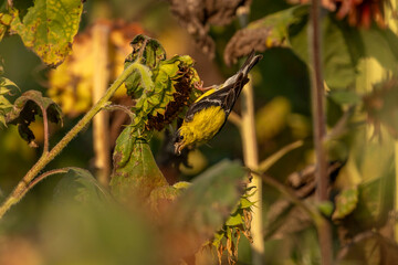 American Goldfinch gathering sunflower seeds