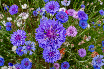 Blue corrnflower, Centaurea Cyanus, also known as bachelors Button, wild flowers