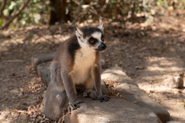 lemur on the ground