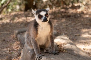 Obraz premium ring lemur