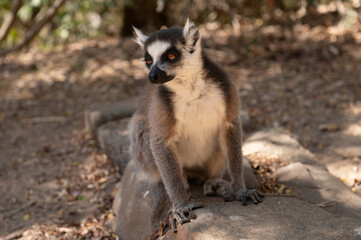 Naklejka premium ring lemur