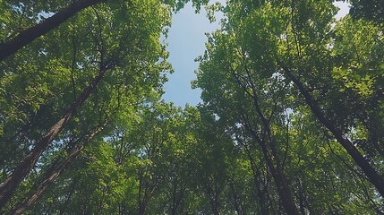 Obraz premium Lush Green Canopy Overhead A View From Below