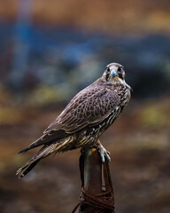 Icelandic hawk portrait Falcon 