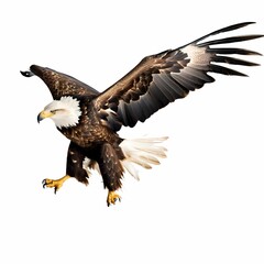 american bald eagle