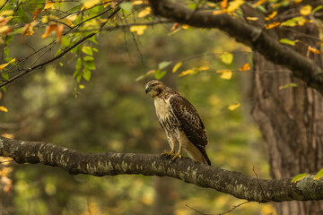 Red-Tailed Hawk perched on a tree branch