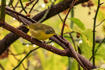 Obraz premium Common Yellow-throat perched on a tree branch