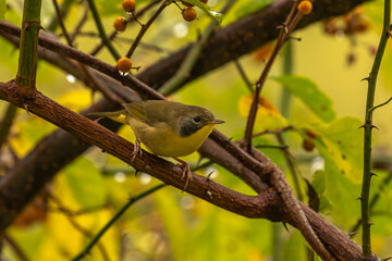 Common Yellow-throat perched on a tree branch