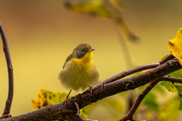 Common Yellow-throat perched on a tree branch