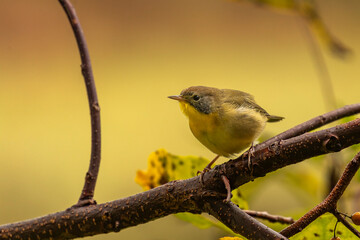 Common Yellow-throat perched on a tree branch