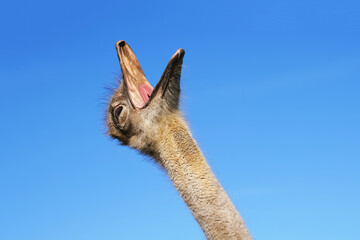 Ostrich. Funny ostrich with open mouth, emotion of animal surprise or cry. Yawning Ostrich