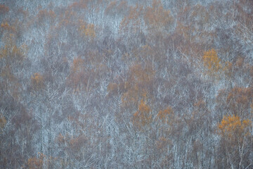 Winter forest with bare trees covered in light snow and autumn foliage. Nature background photography for wallpaper, poster, and banner.