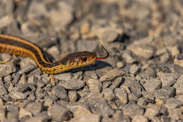 Ribbon Snake flicks its tongue while slithering across the path