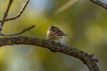 Yellow-rumped Warbler perched on a tree branch