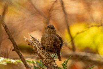 Winter Wren perched on a dead tree limb