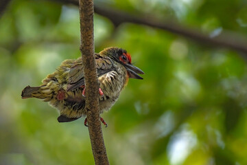 Coppersmith barbet perching on the tree