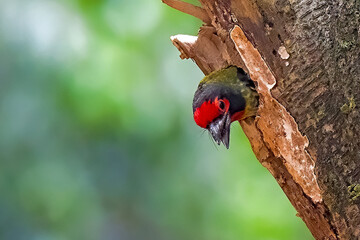 Coppersmith barbet perching on the tree