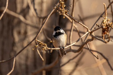 Black-capped Chickadee gathers seeds in the marsh