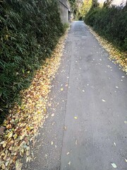 落ち葉のある道、まっすぐな道、真っ直ぐな小道、落ち葉のある小道
