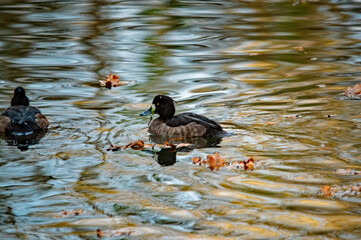 Reiherente (Aythya fuligula) schwimmt auf einem See im Herbst