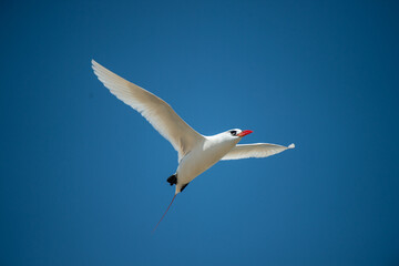 Fototapeta premium seagull in flight