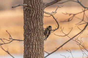 Yellow-bellied Sapsucker clings to a tree trunk