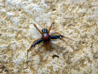 Male Ground Crab Spider in a defensive posture