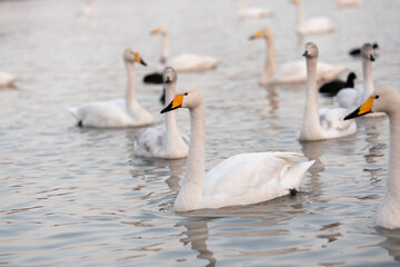 swans on the lake