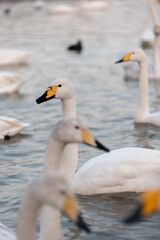 two geese on the lake