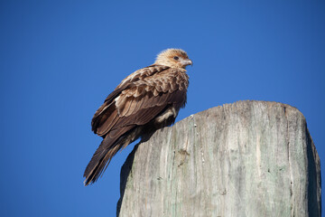 Jungvogel Keilschwanzmilan sitzt auf einem Pfosten. Aufgenommen auf K’gari Fraser Island Queensland Australien.