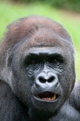 Fototapeta premium Portrait of Silverback Gorilla