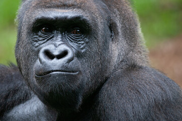 Portrait of Lowland Gorilla Alpha Male (Silverback)