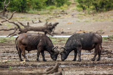 Fototapeta premium Two African buffalo bulls fight in Kruger National park, South Africa ; Specie Syncerus caffer family of Bovidae