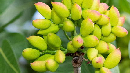 photo of fresh peanuts on the tree