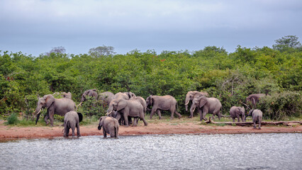 Fototapeta premium Small group of African bush elephants drinking in lake side in Kruger National park, South Africa ; Specie Loxodonta africana family of Elephantidae