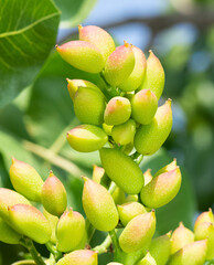 photo of fresh peanuts on the tree
