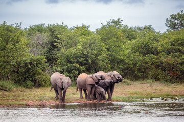 Naklejka premium Small group of African bush elephants drinking in lake side in Kruger National park, South Africa ; Specie Loxodonta africana family of Elephantidae