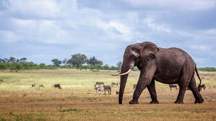 Giant African bush elephant walking in lowland in  Kruger National park, South Africa ; Specie Loxodonta africana family of Elephantidae