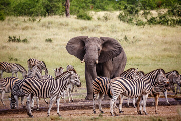 African bush elephant chasing plains zebras at waterhole in Kruger National park, South Africa ; Specie Loxodonta africana family of Elephantidae