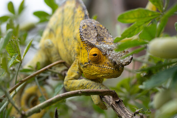 cameleon on branch 