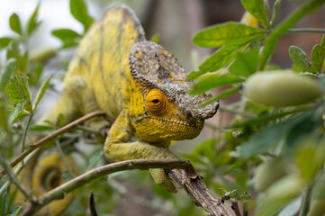 cameleon on branch 