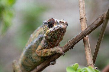 cameleon on branch 